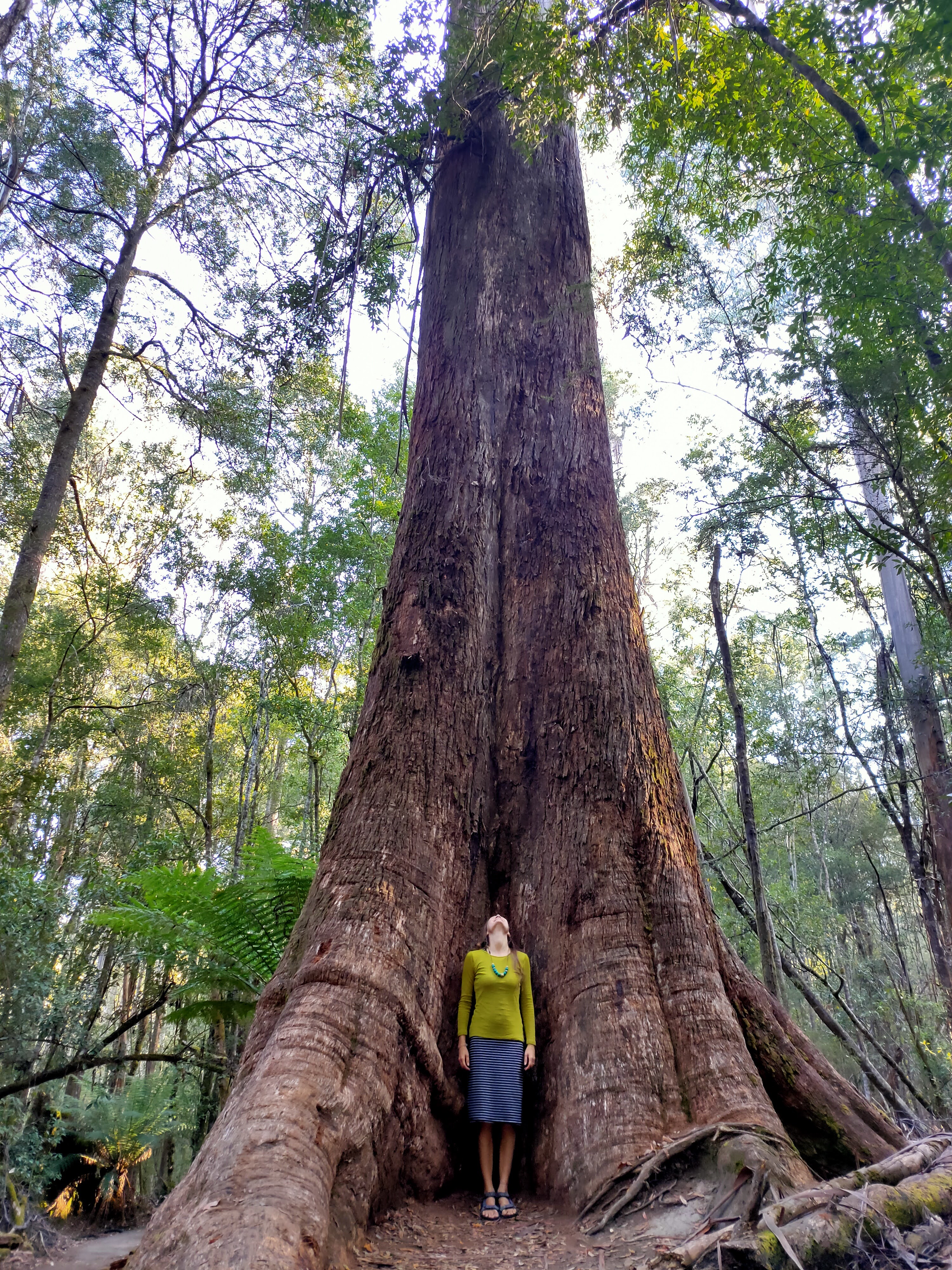 Hana standing beneath a large tree in a lush forest